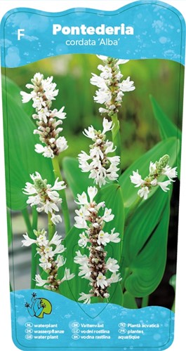 Snoekkruid wit / Pontederia cordata 'Alba'-2