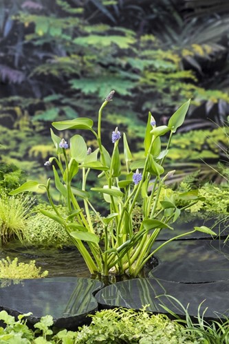 Reuze snoekkruid blauw / Pontederia cordata 'Lanceolata'