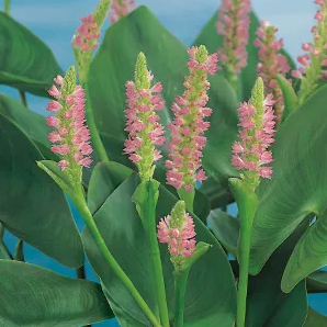 Snoekkruid roze / Pontederia cordata 'Pink Pons'