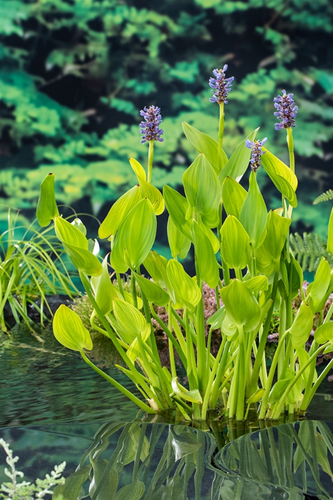 Blauw snoekkruid klaar in vijvermand / Pontederia cordata