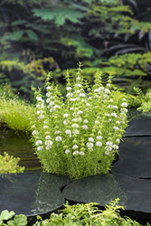 Engelse watermunt / Preslia Cervina 'Alba'