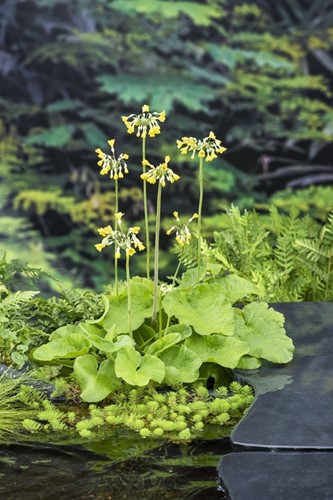 Sleutelbloem / Primula florindae