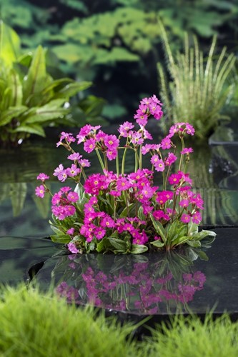 Sleutelbloem rood / Primula rosea