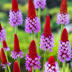 Orchideeenprimula / Primula vialli