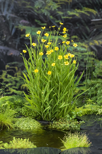 Egelsboterbloem / Ranunculus Falmmula 