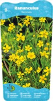 Egelsboterbloem / Ranunculus Falmmula -2