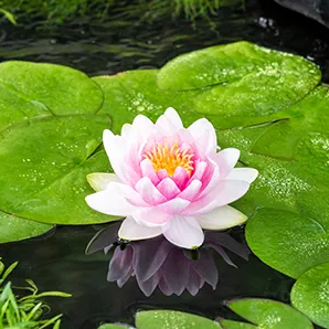 Roze waterlelie / Nymphaea 'M'd Wilfron Gonnere'