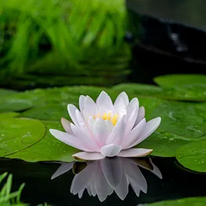 Roze waterlelie / Nymphaea ‘Marliacea Carnea’