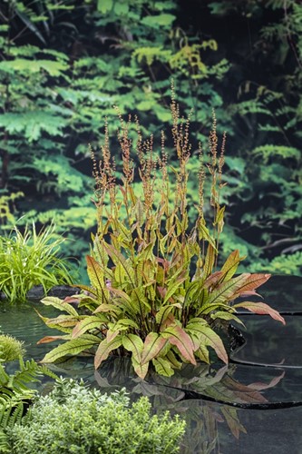 Bonte waterzuring / Rumex sauvignea