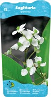 Pijlkruid / Sagittaria graminea-2