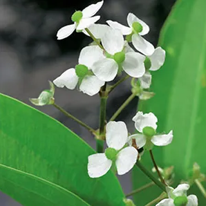 Pijlkruid / Sagittaria graminea