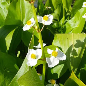 Breedbladig Pijlkruid / Sagittaria latifolia
