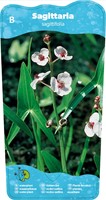 Pijlkruid / Sagittaria sagittifolia-2