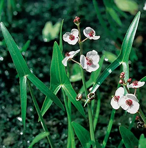 Pijlkruid / Sagittaria sagittifolia