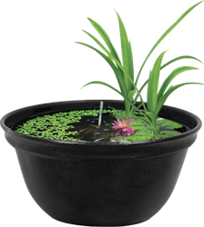 Superfish Medaka Bowl 420