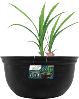 Superfish Medaka Bowl 420-3