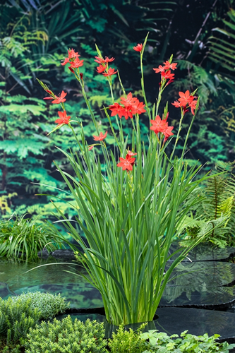 Moerasgladiool klaar in vijvermand / Schizostylis coccinea Major
