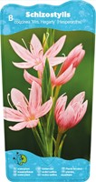 Moerasgladiool / Schizostylis coccinea Mrs Hegarty-2