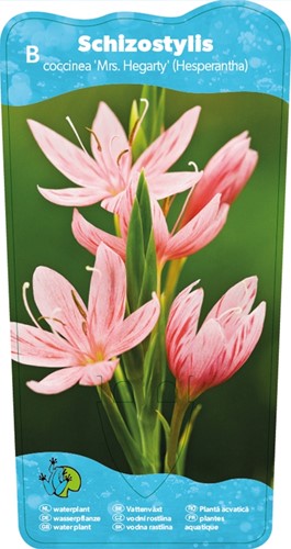 Moerasgladiool / Schizostylis coccinea Mrs Hegarty-2