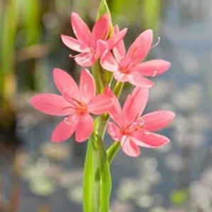 Moerasgladiool / Schizostylis coccinea Mrs Hegarty