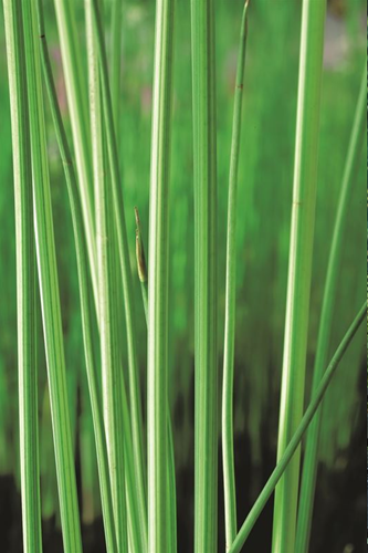 Bonte mattenbies / Scirpus lacustris Albescens