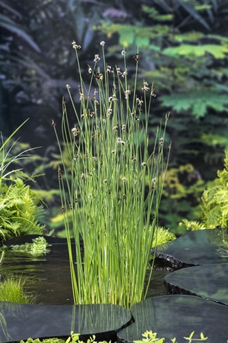 Mattenbies / Scirpus lacustris