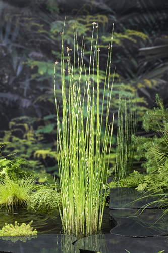 Bonte bies klaar in vijvermand / Scirpus tabermont 'Zebrinus'