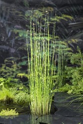 Bonte bies / Scirpus tabermont 'Zebrinus'