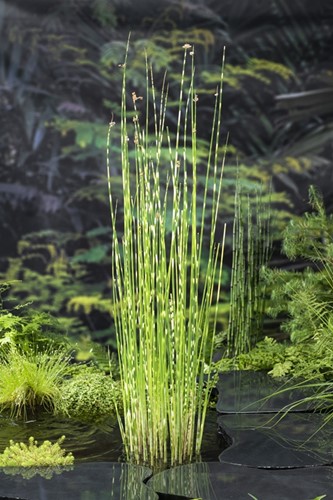 Bonte bies / Scirpus tabermont 'Zebrinus'