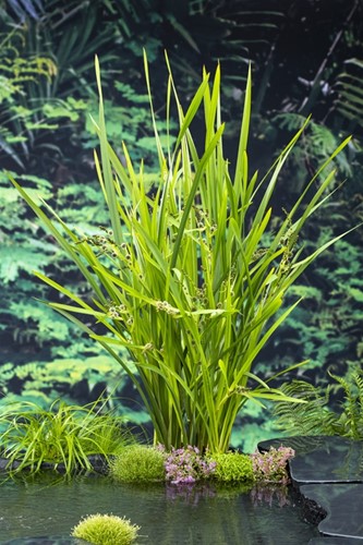 Grote Egelskop / Sparganium erectum