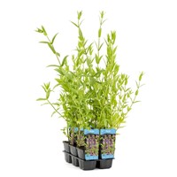 Moerasandoorn / Stachys palustris-2