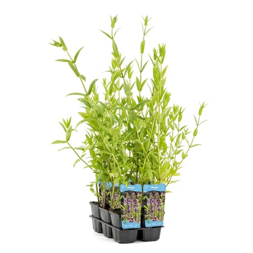 Moerasandoorn / Stachys palustris-2