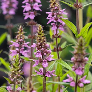 Moerasandoorn / Stachys palustris