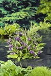 Smeerwortel / Symphytum officinale