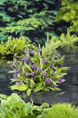 Smeerwortel / Symphytum officinale