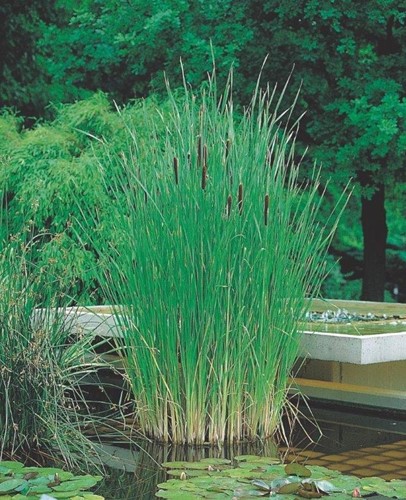 Kleine lisdodde / Typha angustifolia