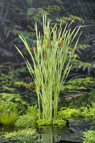 Bonte Lisdodde /  Typha latifolia Variegata