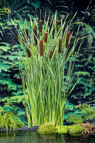 Grote lisdodde /  Typha latifolia