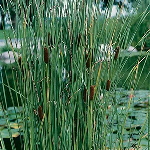 Lisdodde /  Typha laxmannii