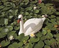 Ubbink Witte zwaan-2