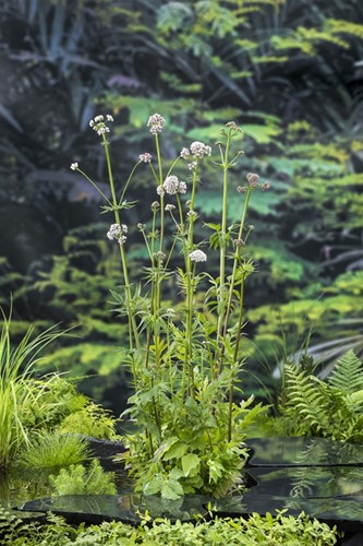 Valeriaan / Valeriana officinalis