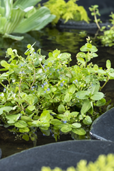 Beekpunge/Veronica Beccabunga