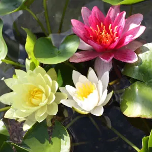 Waterlelie mix / Nymphaea Mix Trio