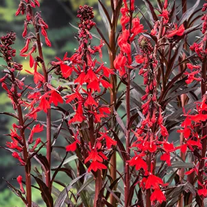 Waterlobelia klaar in vijvermand / Lobelia cardinalis