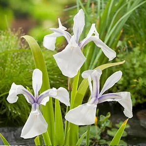 Amerikaanse lis / Iris versicolor