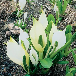 Witte moerasaronskelk klaar in vijvermand / Lysichiton camtschatcensis