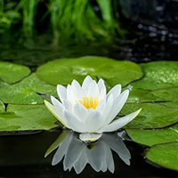 Witte waterlelie / Nymphaea Alba