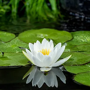 Witte waterlelie / Nymphaea Alba