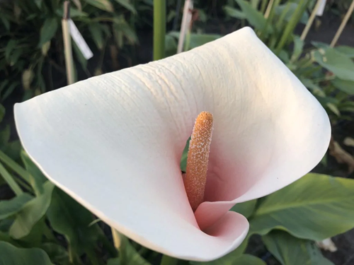 Moeras aronskelk roze / Zantedeschia aethiopica pink