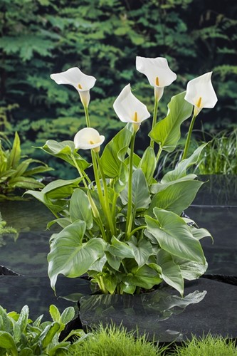 Moeras aronskelk / Zantedeschia aethiopica